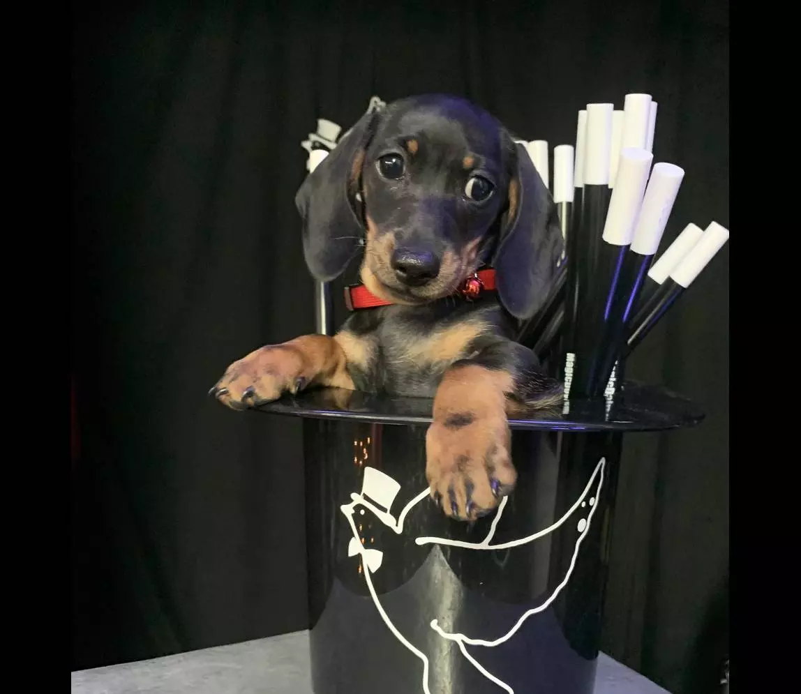 A dog sitting inside the magician hat and smiling