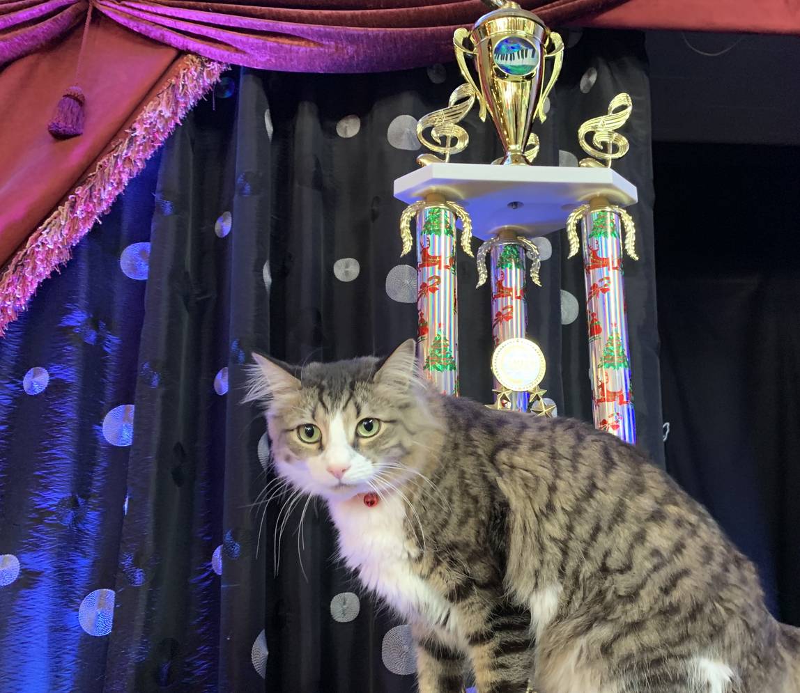 A beautiful cat near the magic show award