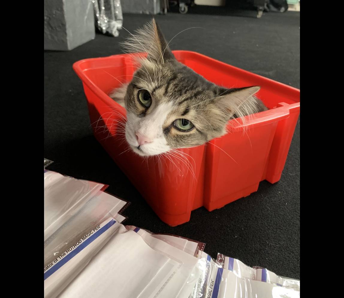 A cat sitting inside a red color box