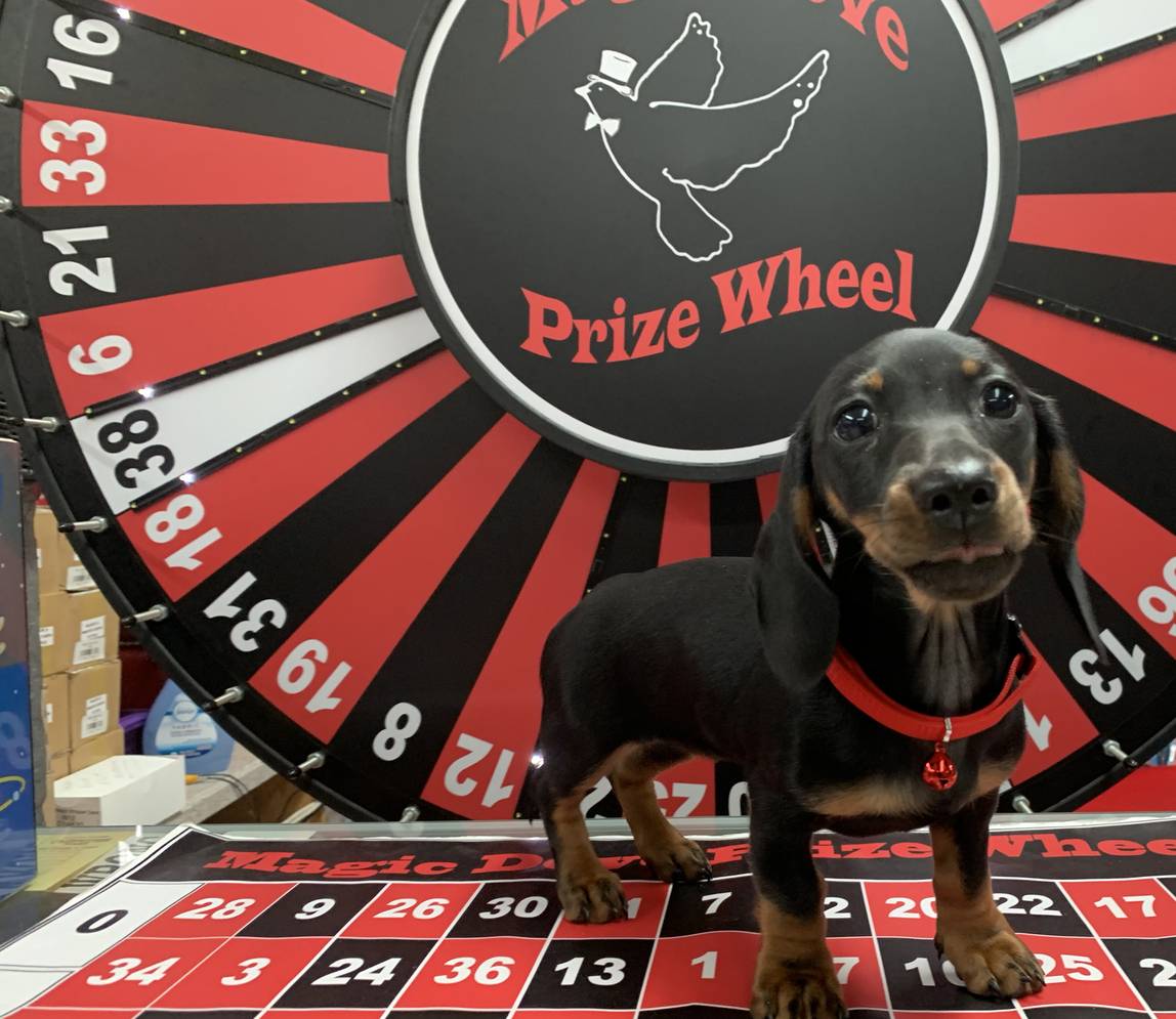 A puppy standing on the prize wheel