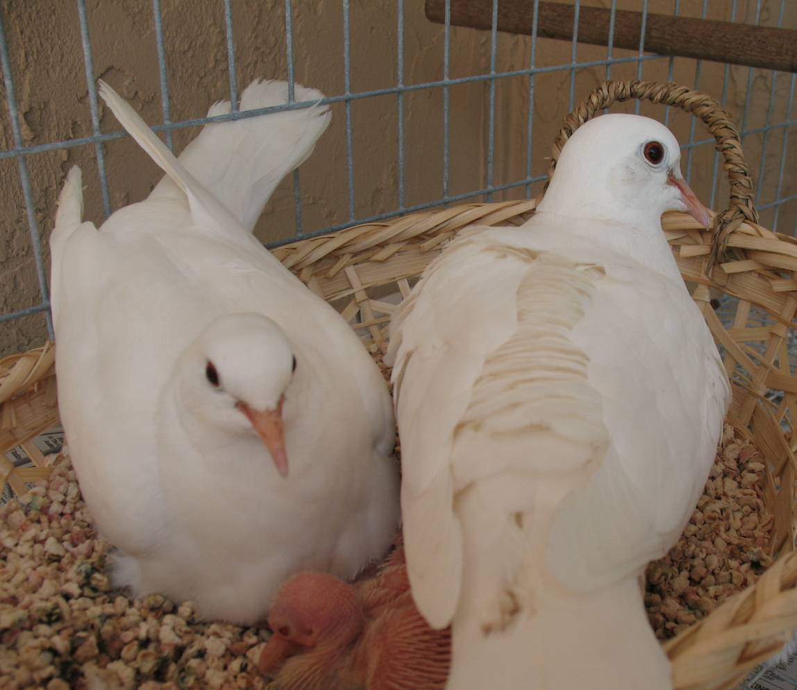 Two white color doves inside a cage
