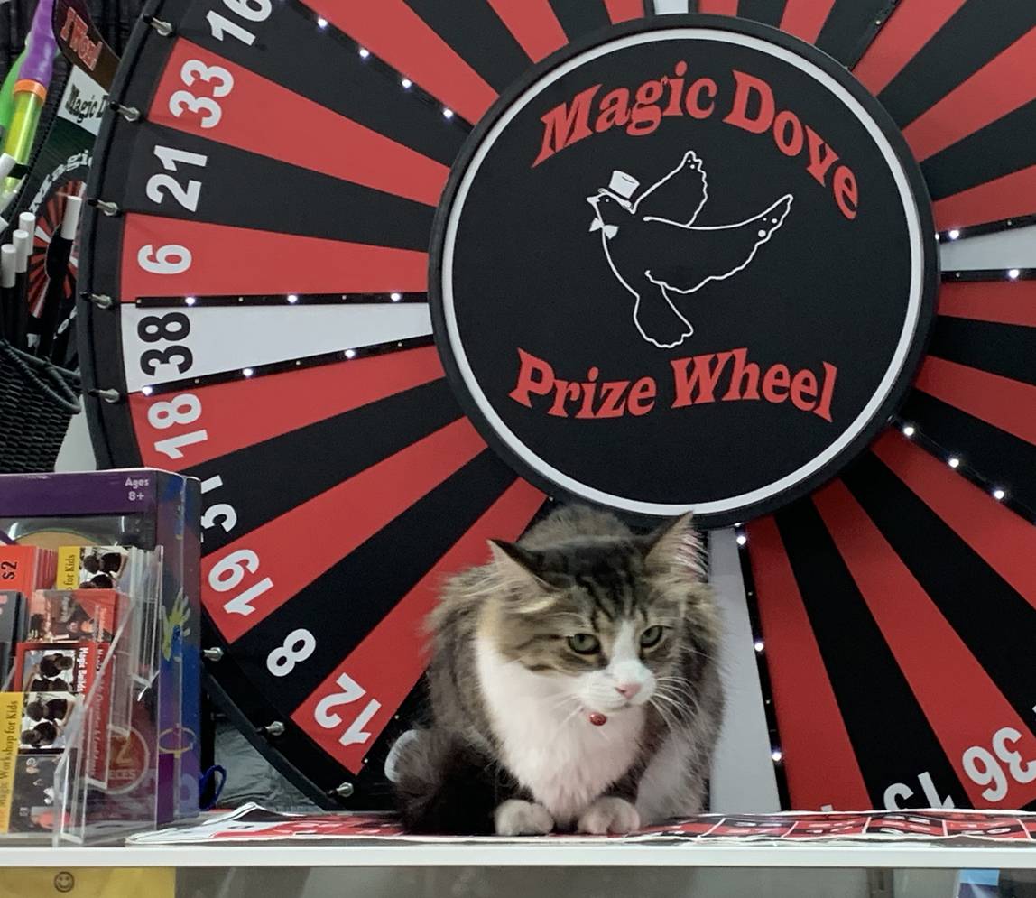 A cat sitting on Magic Dove Prize Wheel