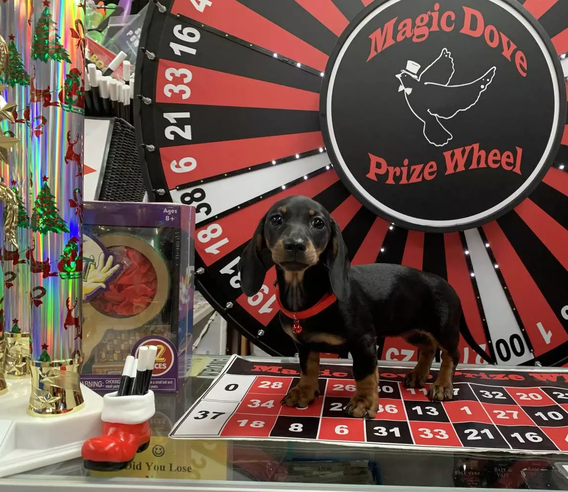 A small black puppy standing in front of a wheel