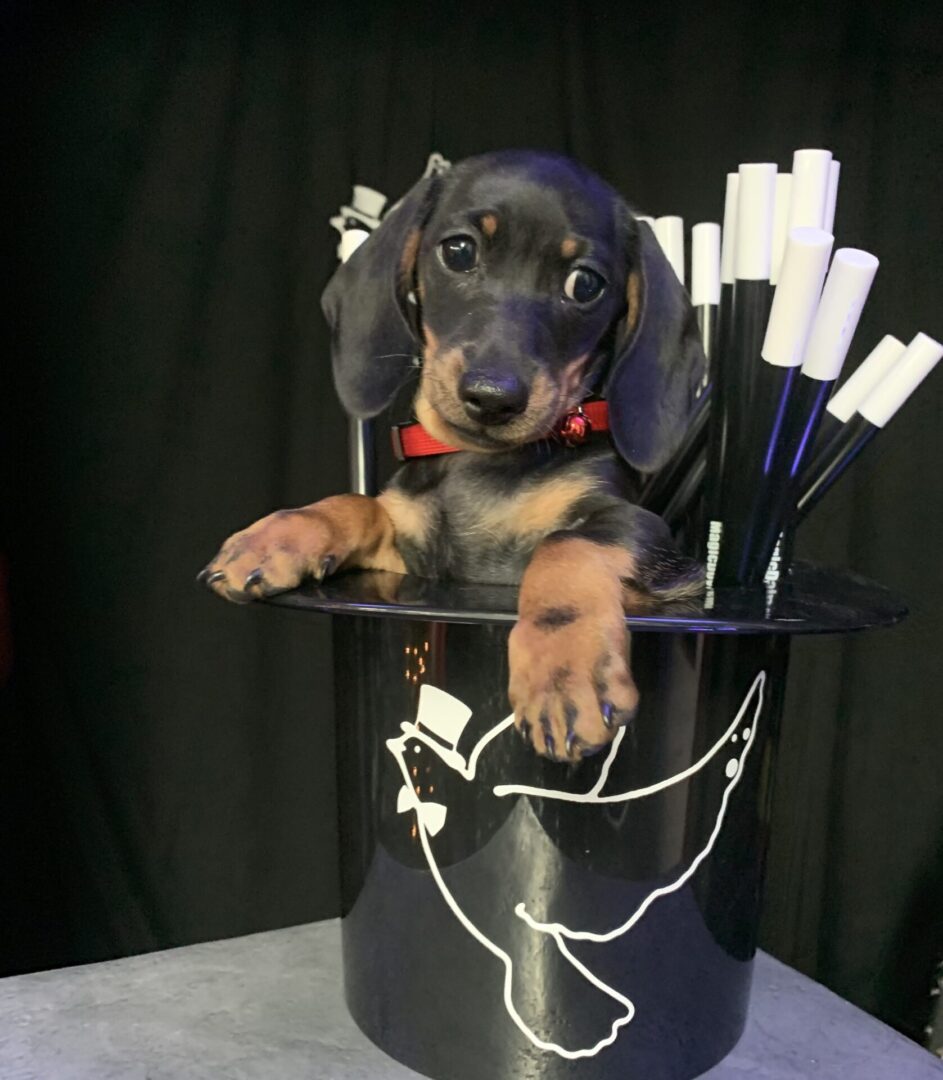 A puppy sitting inside a magician hat